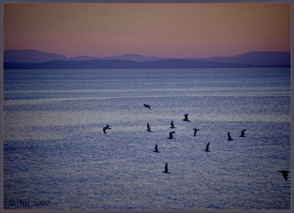 Birds in Flight