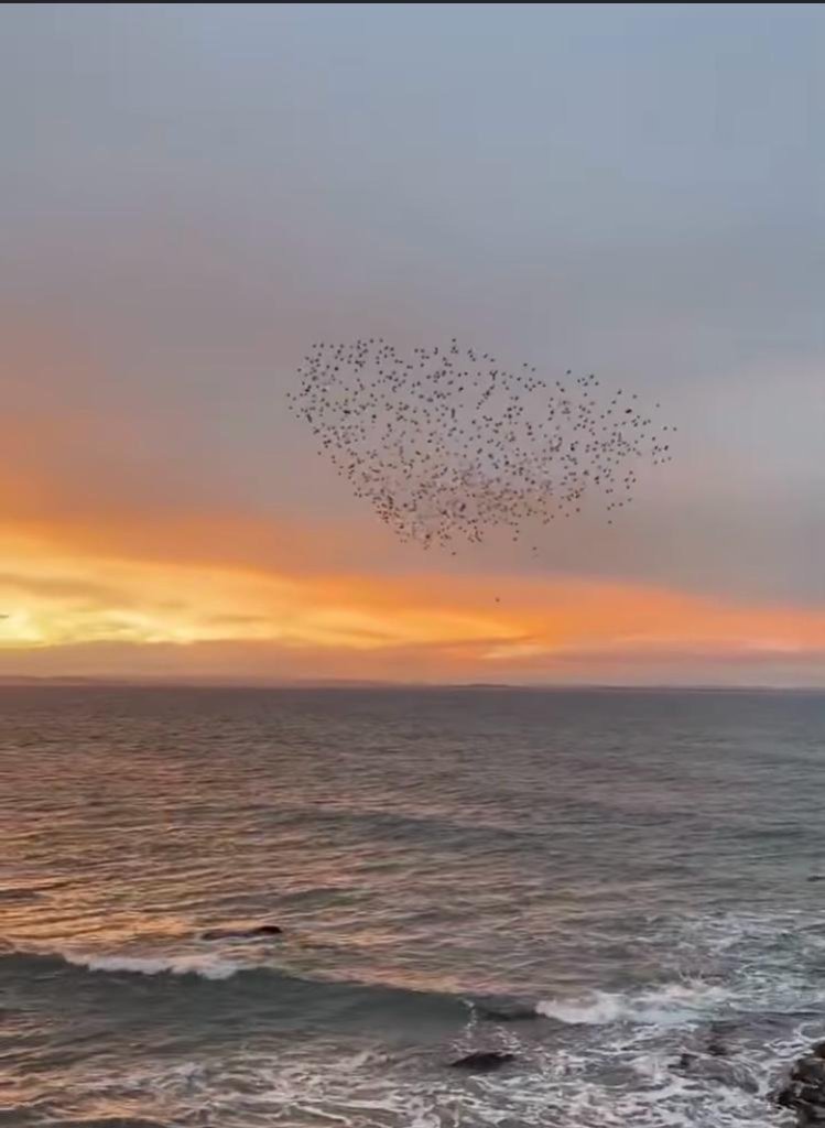 Starling Murmuration