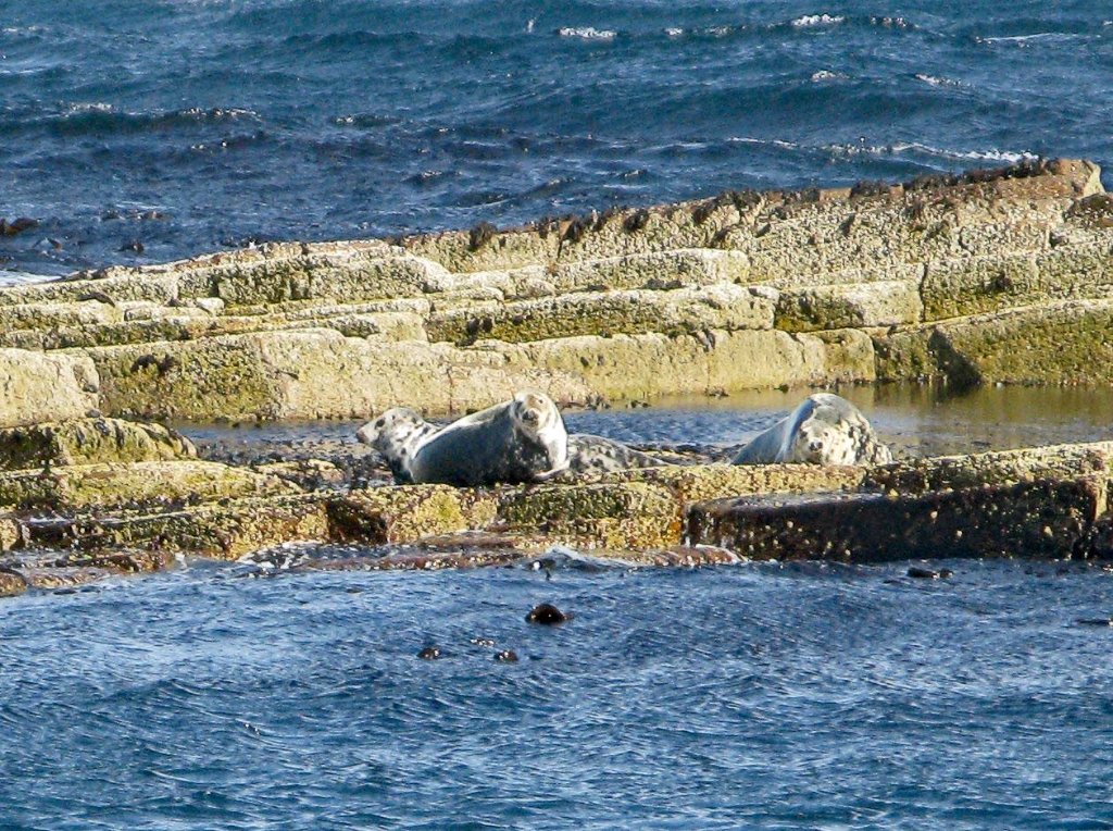 Local Seals