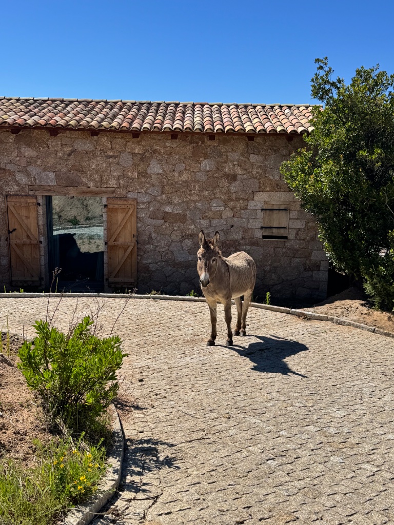 L'âne du domaine