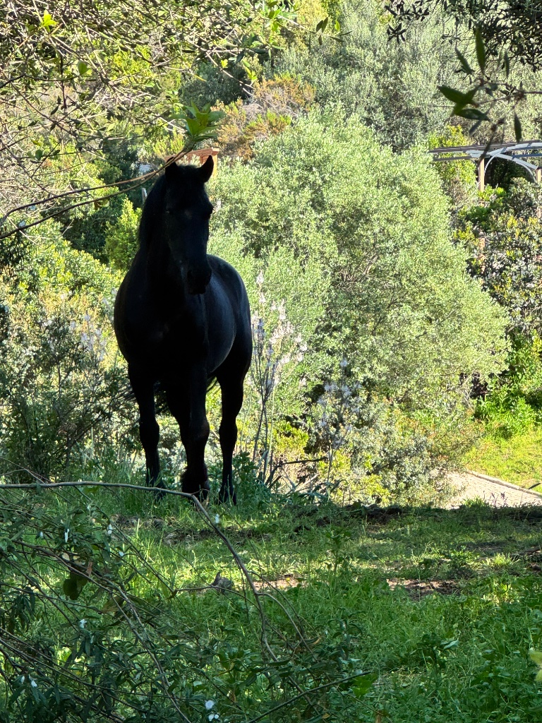 Cheval noir dans le maquis