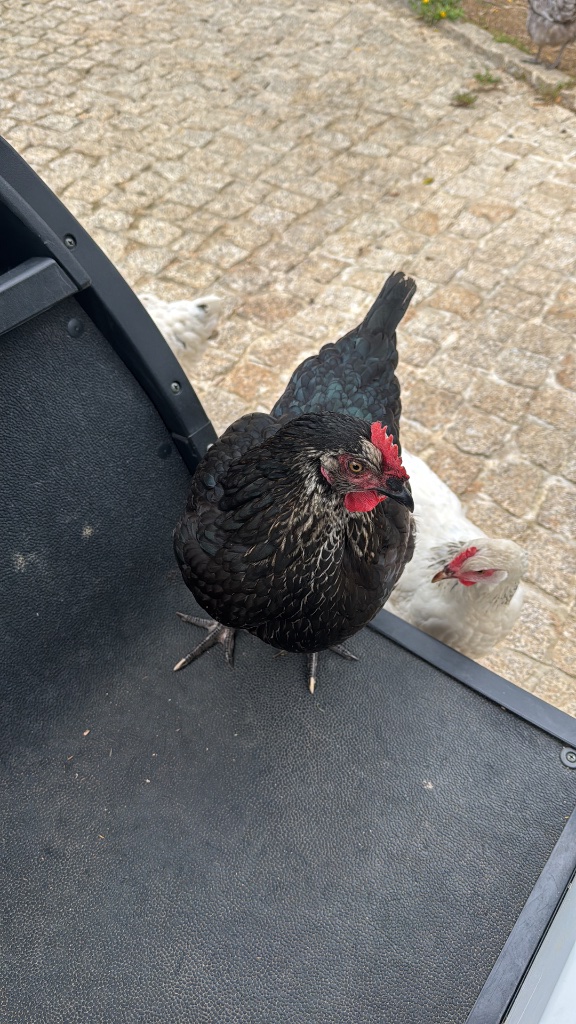 Les poules du domaine