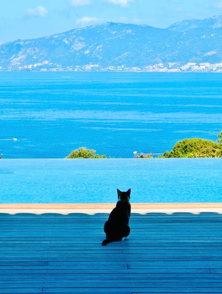 Le chat et la piscine