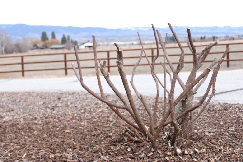 Dormant Pruning