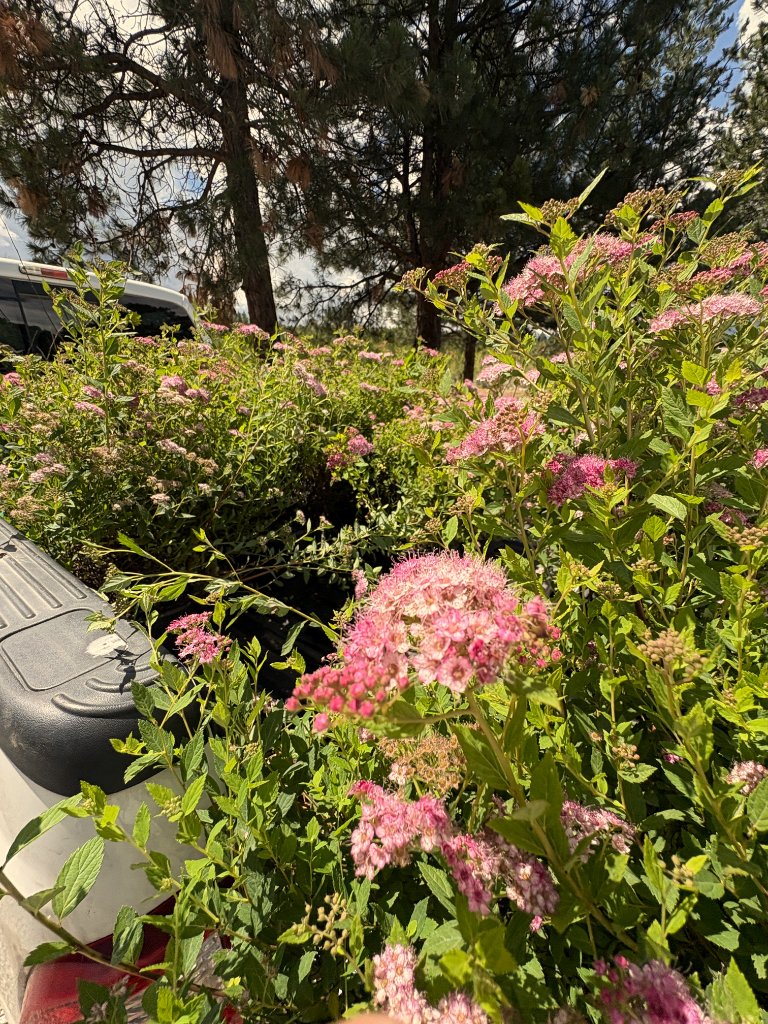 Pink flowers