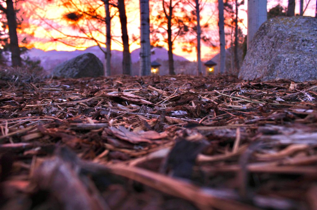 Commercial landscape maintenance
