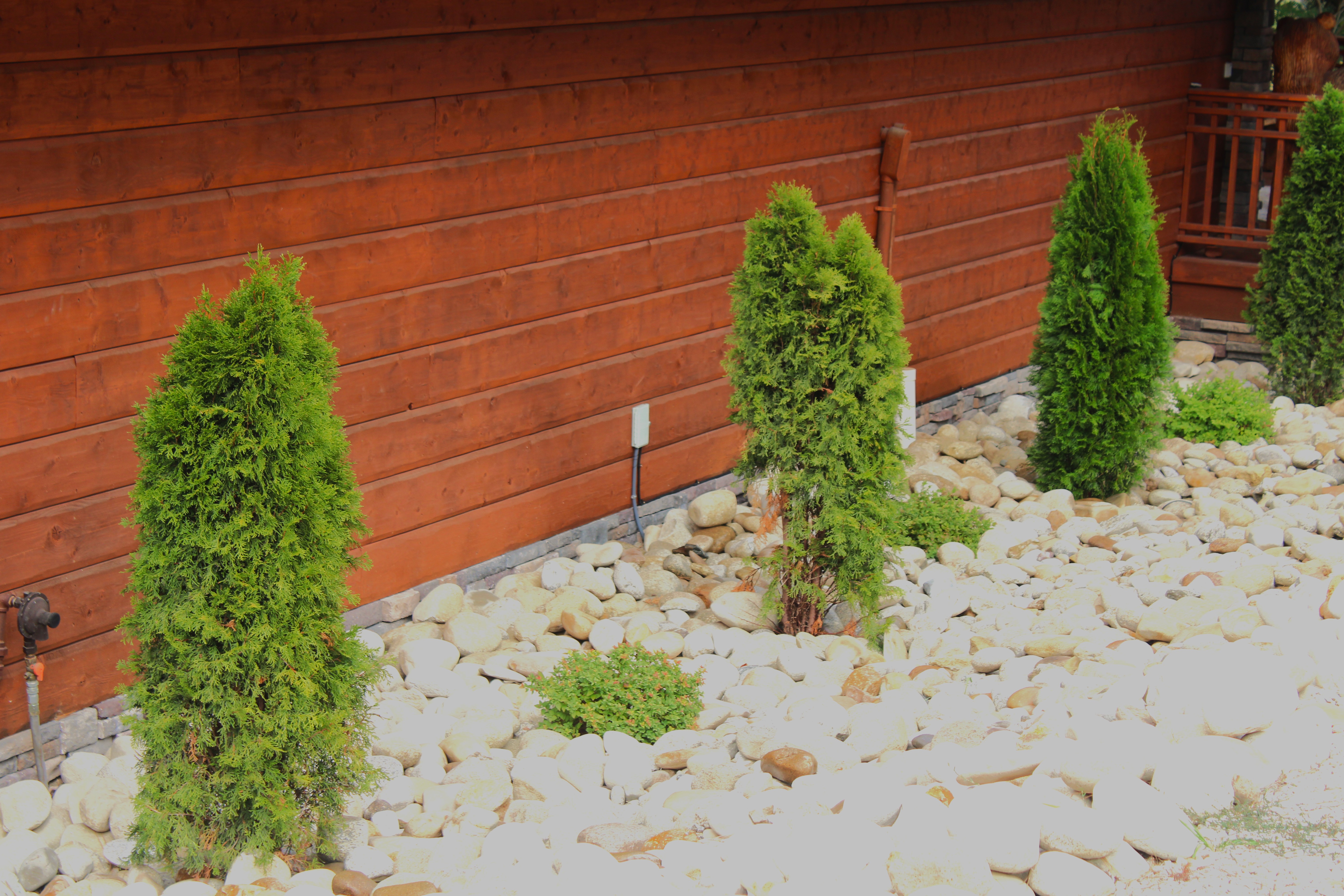 After — the replacement Arborvitae, installed and cleaned up free of charge