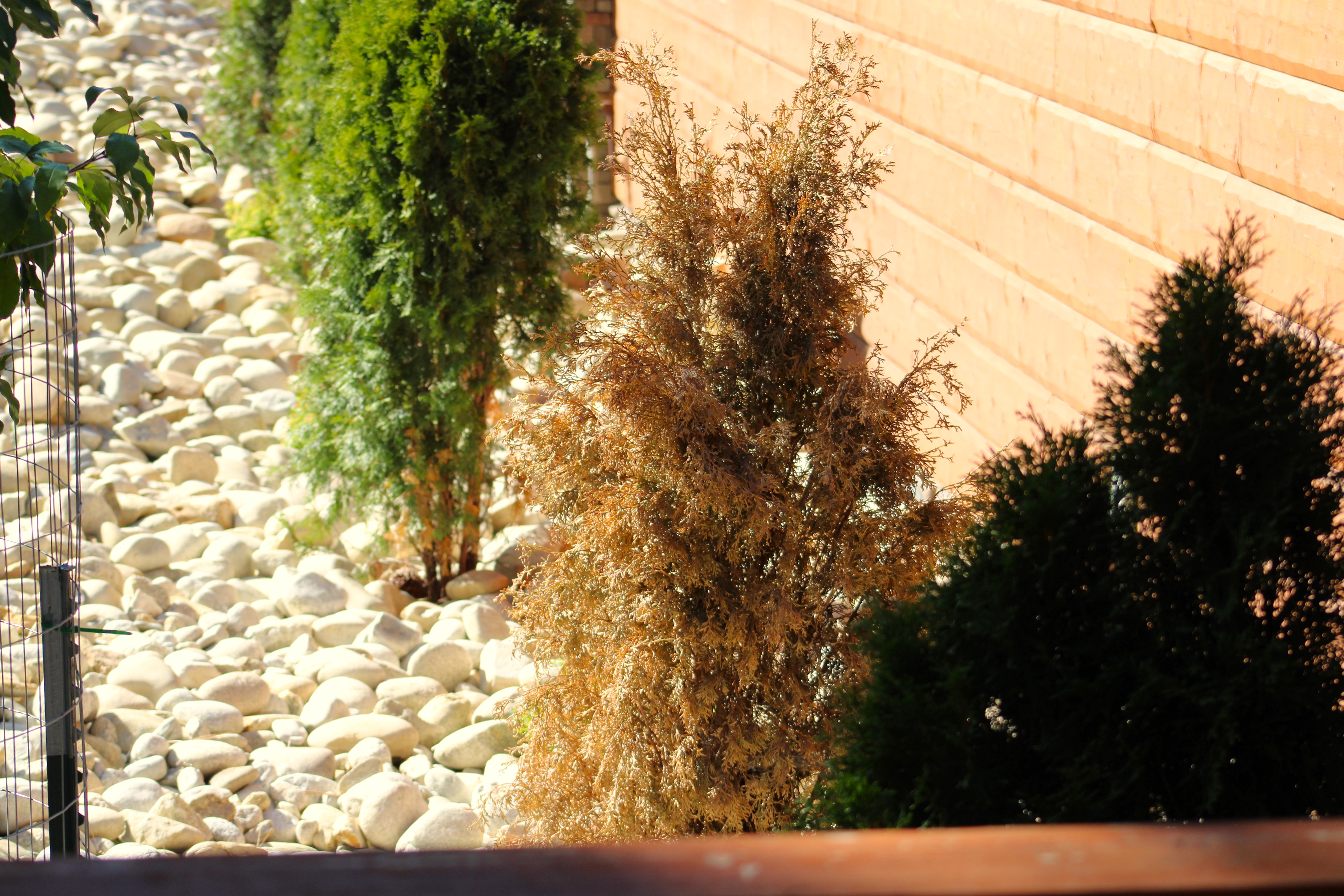 What is a Plant Warranty: The MLM Warranty
