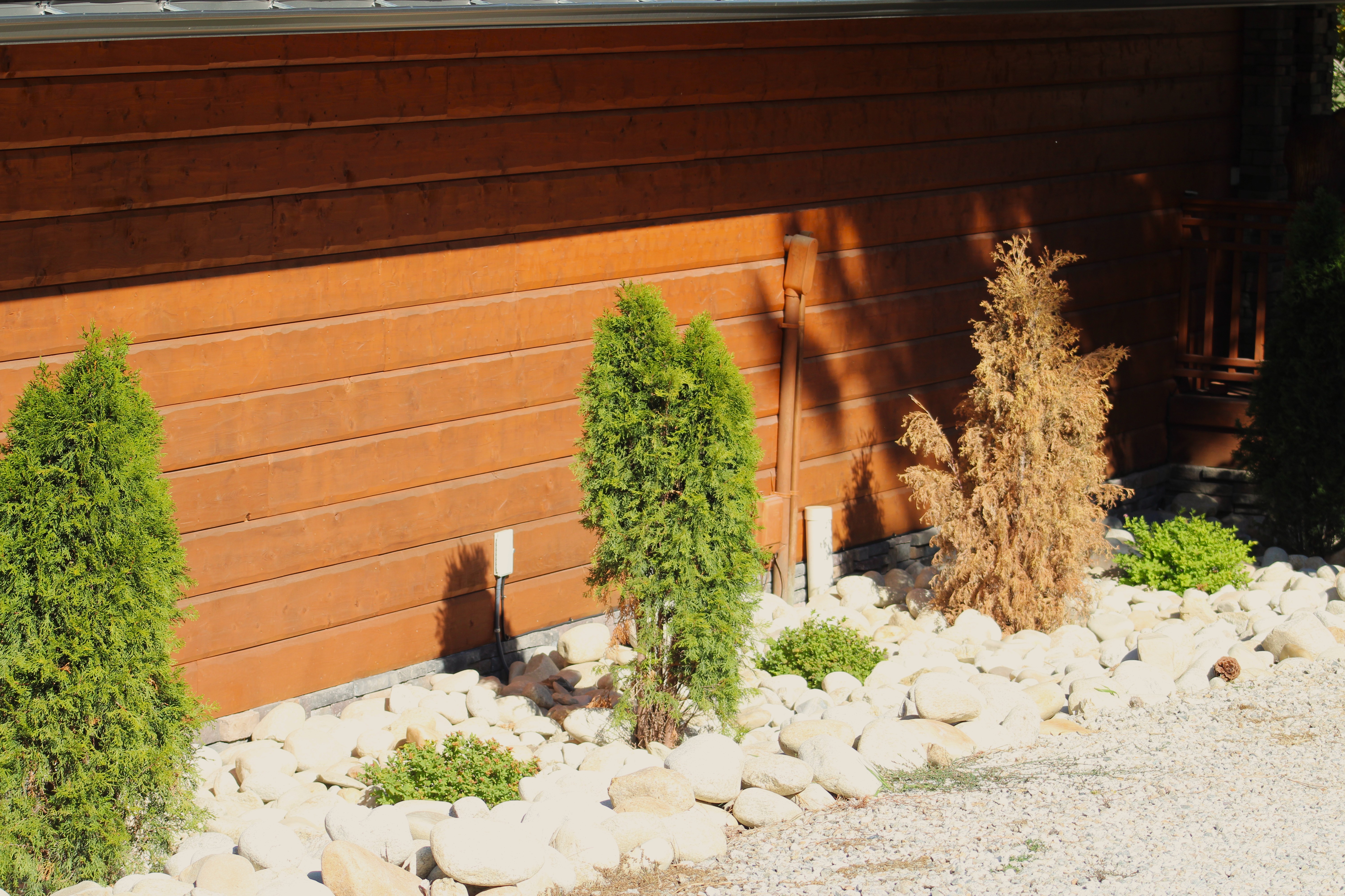 Before — the dying Arborvitae, spotted during a maintenance visit
