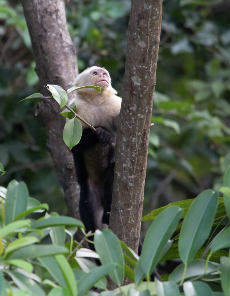 Rescate Wildlife Rescue Center