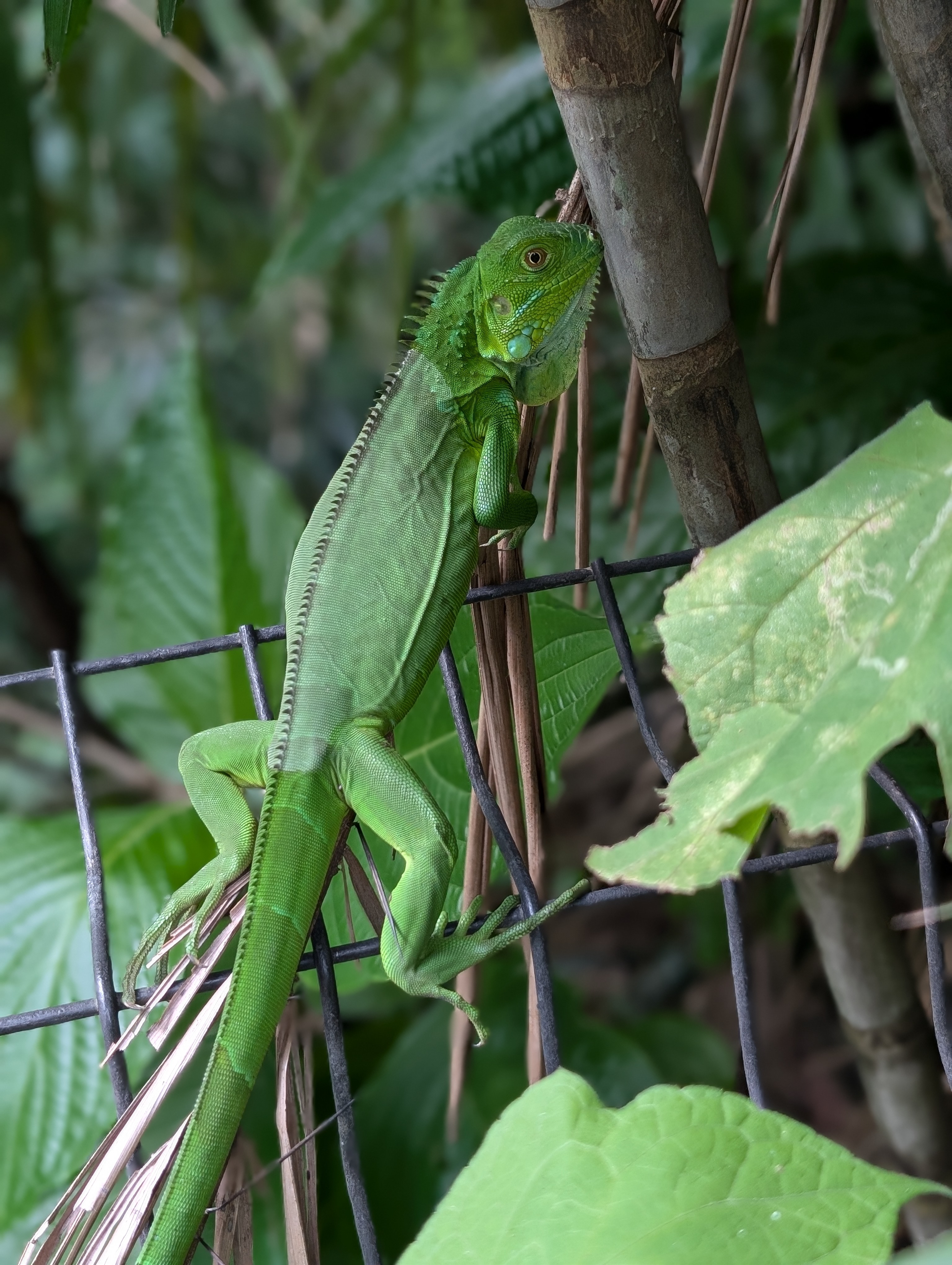 Rescate Wildlife Rescue Center 5