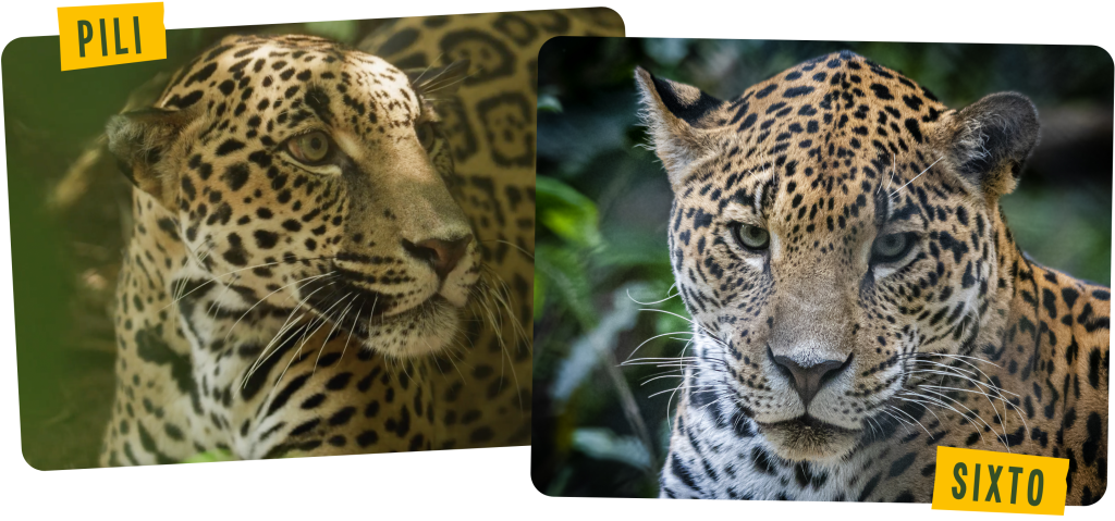 Rescate Wildlife Rescue Center 4