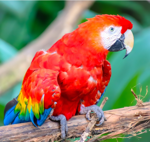 Rescate Wildlife Rescue Center 3