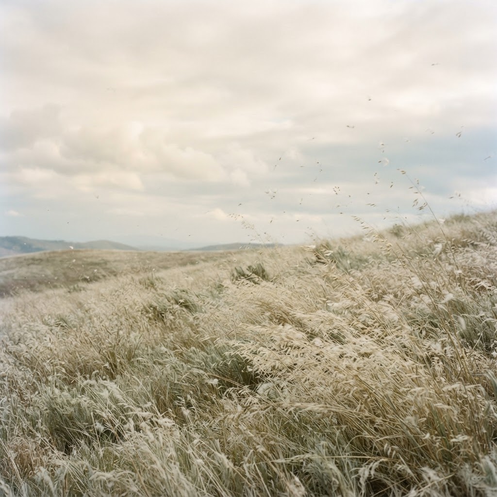 Dry grasses moving in the wind under a wide sky, evoking the air and space of Vata