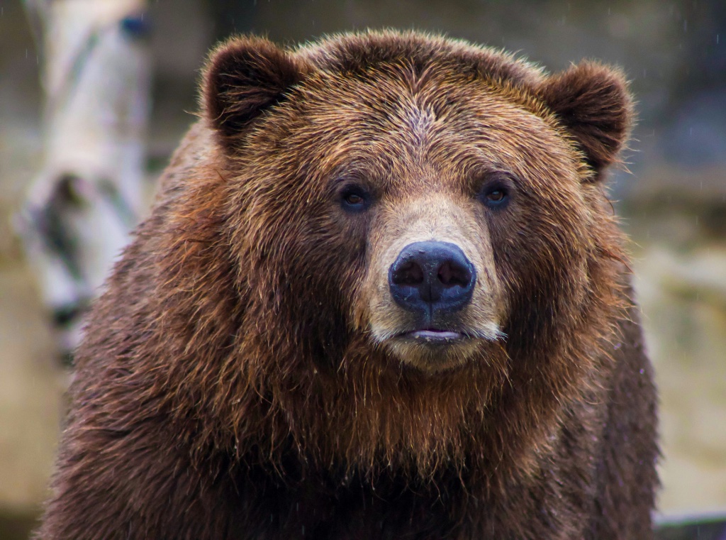 Le Grizzly