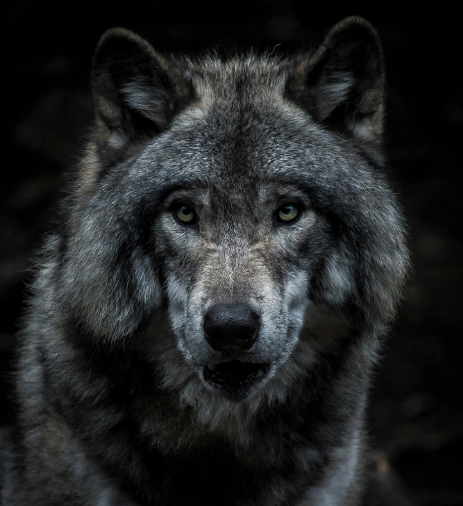 Le Loup Gris
