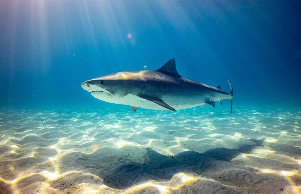 Le Grand Requin Blanc
