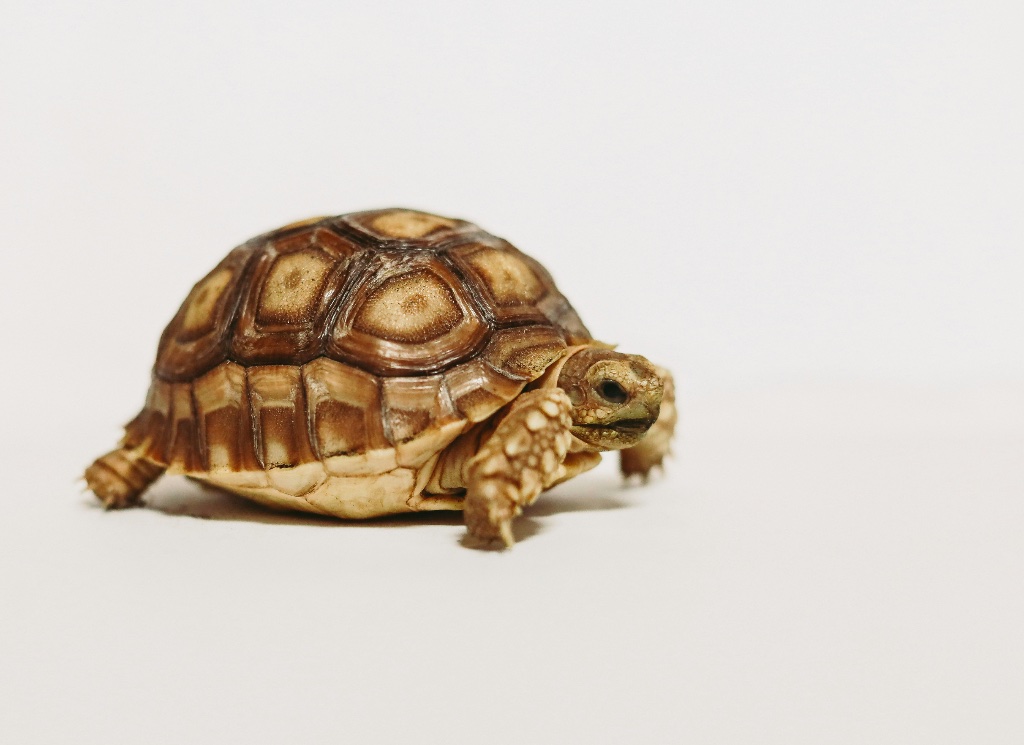 La Tortue d'Hermann