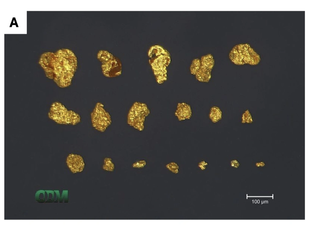 Canary Gold Reports Visible Gold Grains In Gravity Concentrates From 29 Of 30 One-Metre RC Samples At Madeira River Project