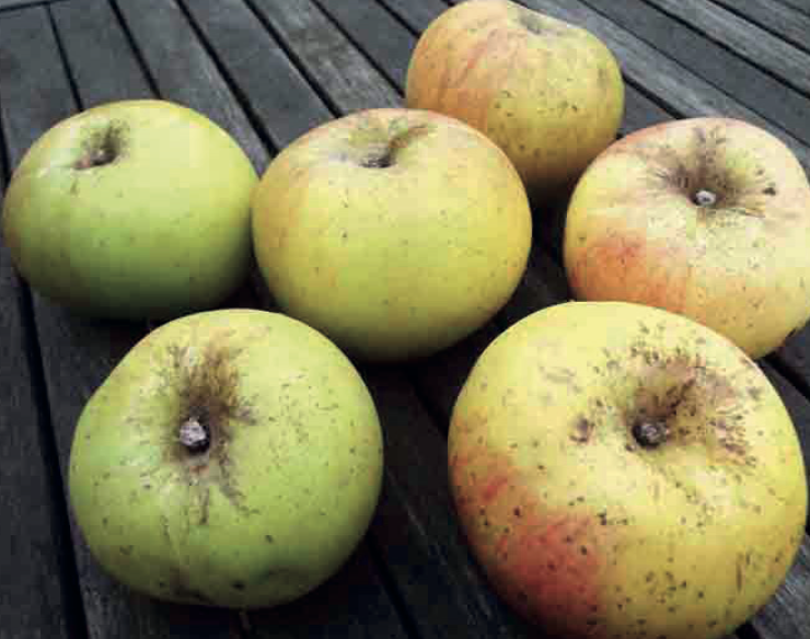 Bramley apples from the Editor's bumper harvest for 2019