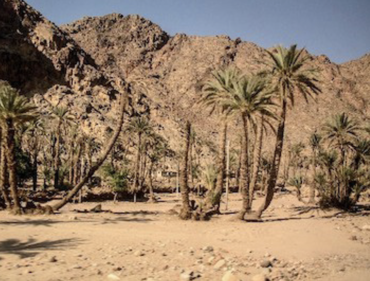 An oasis in the Sinai Desert