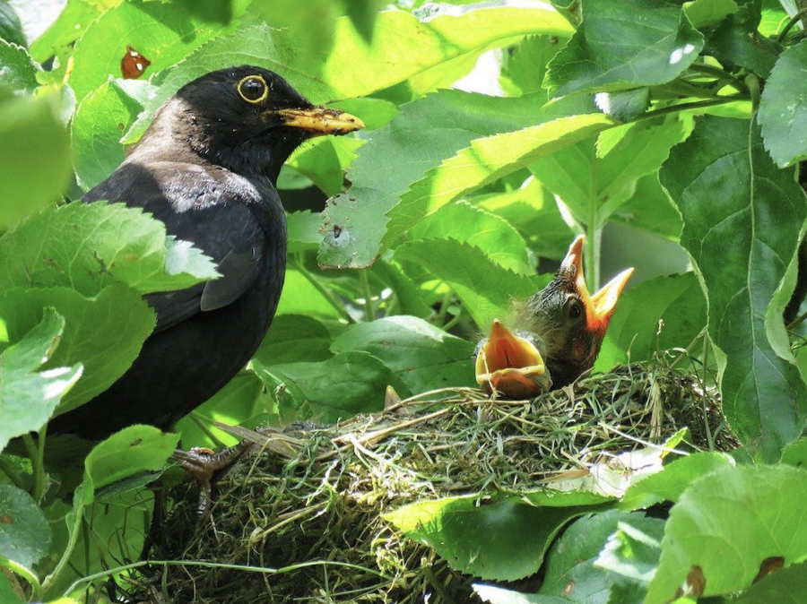 Blackbird feeding chicks in nest