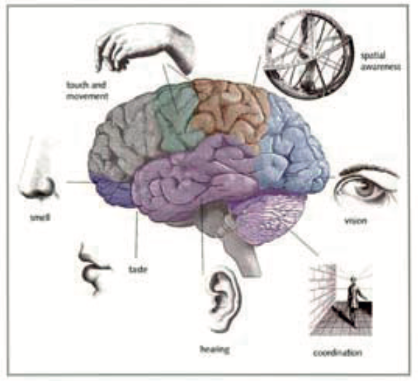 Fig 1 – The specialisation of the parts of the brain
