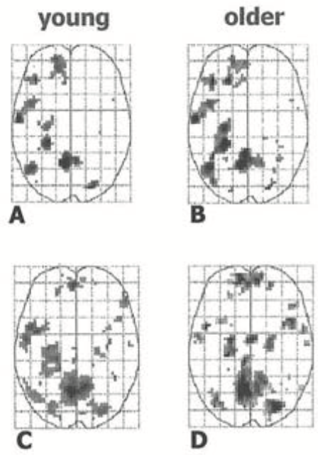 Fig 4 – Overlapping memories in young and old