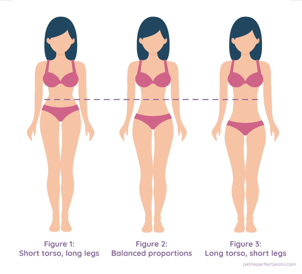 Three torso types illustration