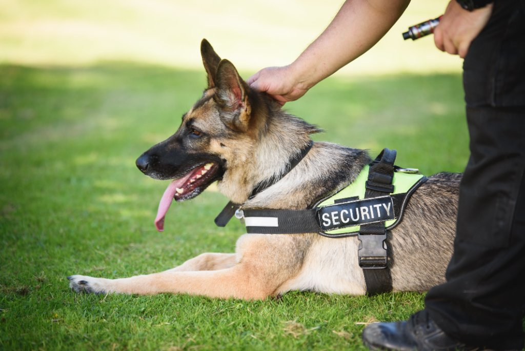 K9 Patrol