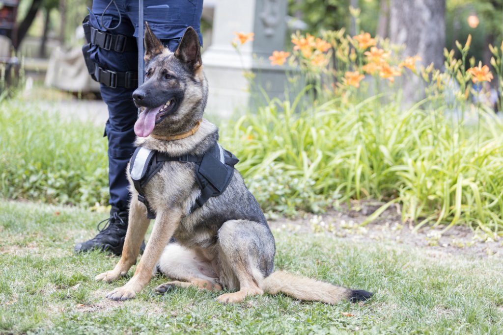 K9 Mobile Patrols