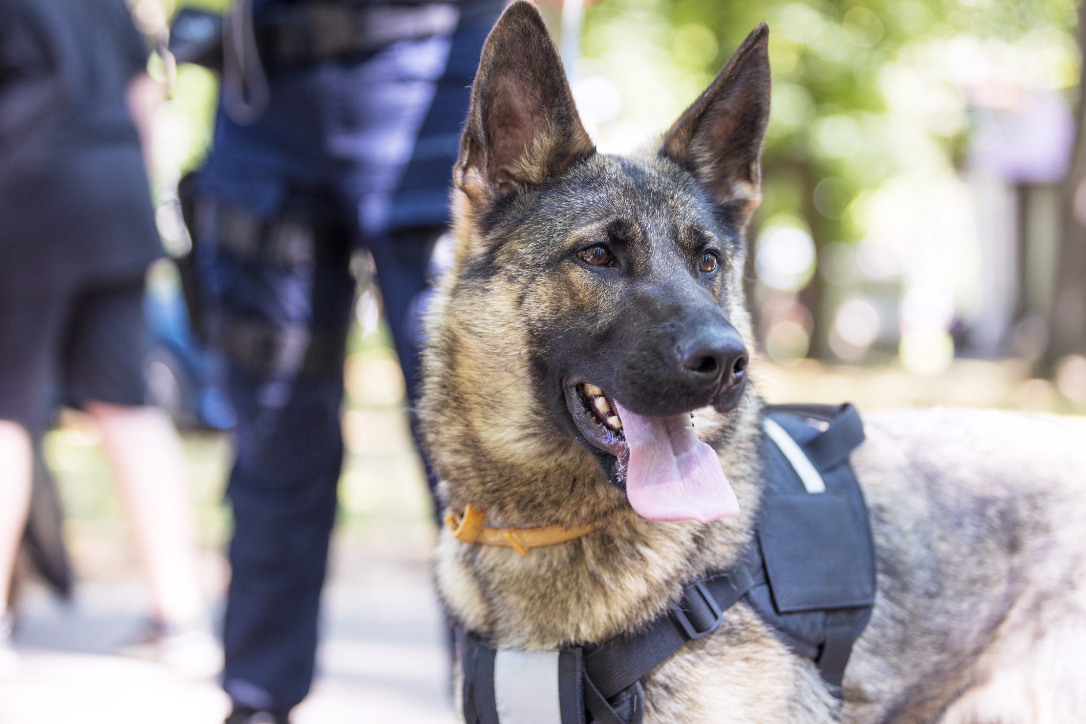K9 Security