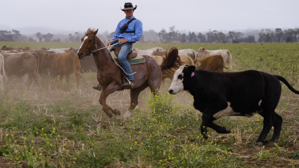 Cattle mustering on horseback