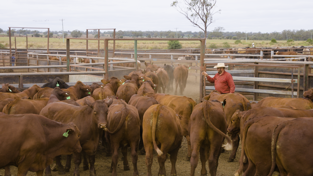 Cattle yard