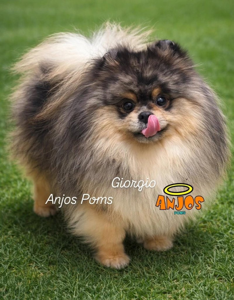 Spitz Alemão
