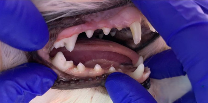 Después de tratamiento odontológico