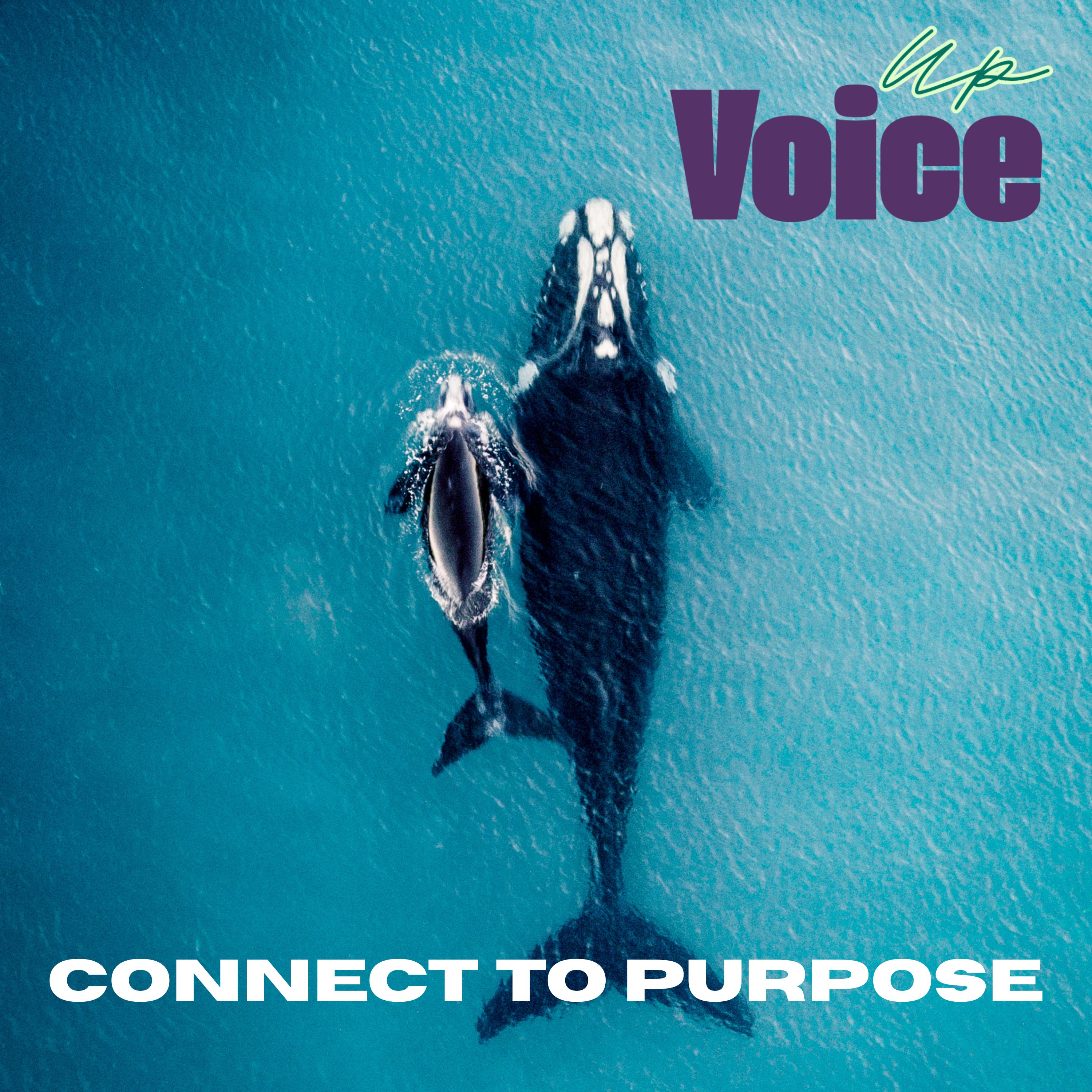 Voice Up Purpose Driven Fellowship