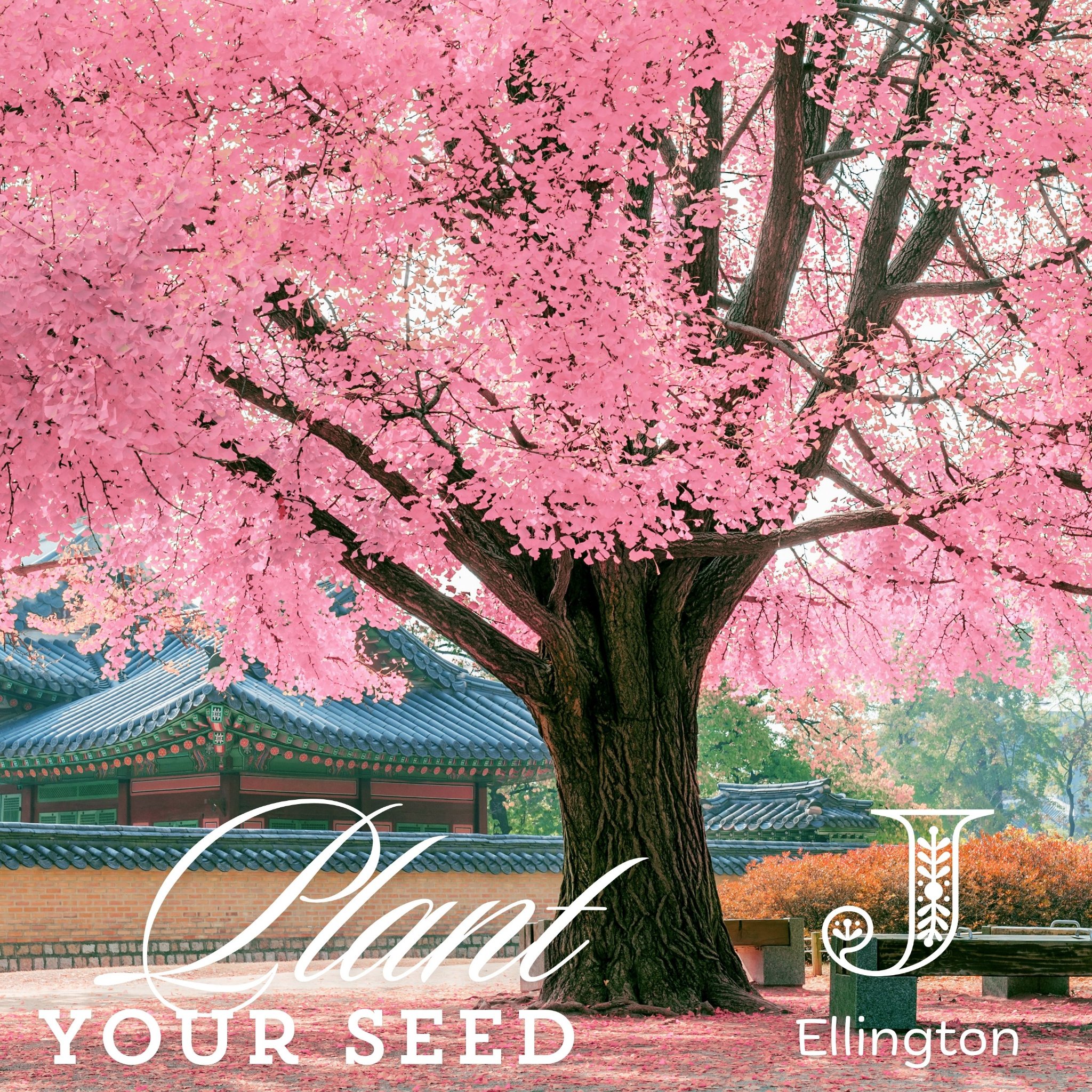 Plant Your Seed, by J Ellington. A tree in full pink bloom.