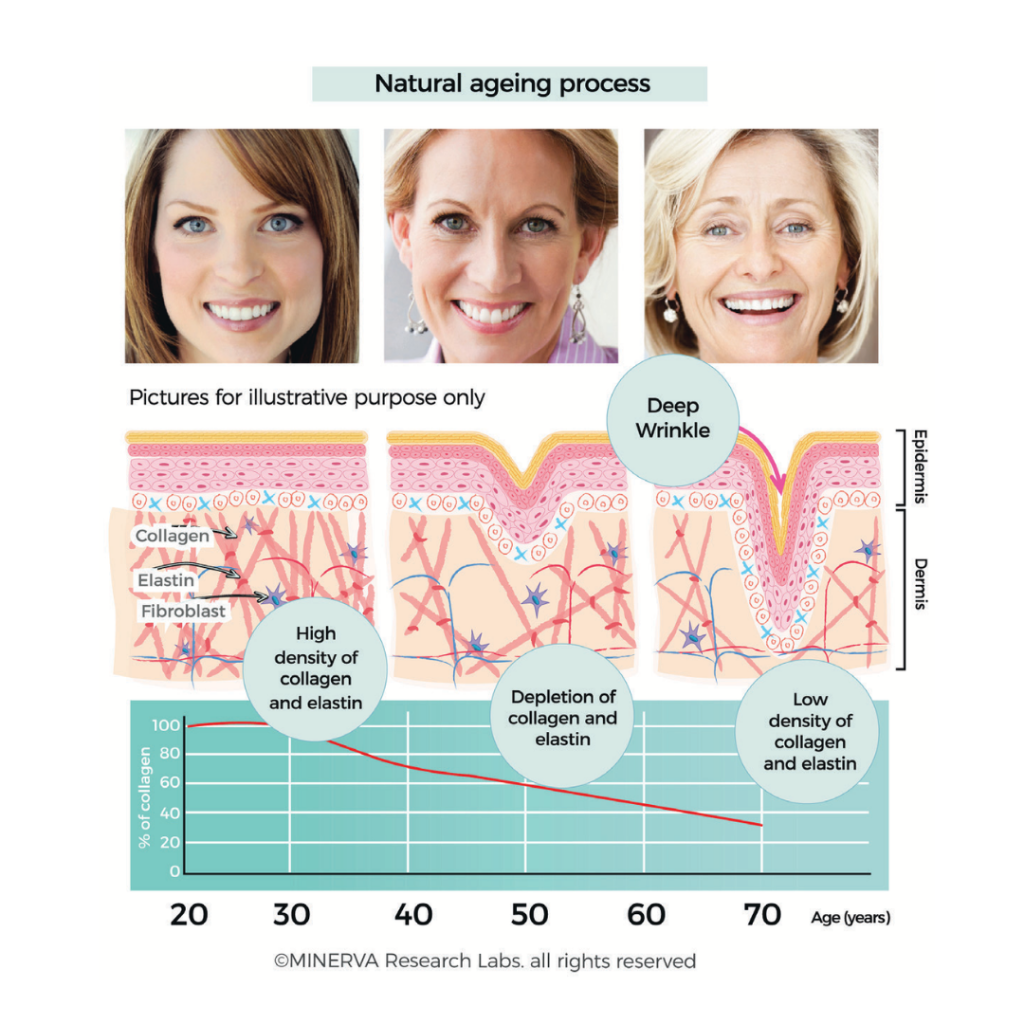Peptan Hydrolyzed Collagen Ingredient Breakdown