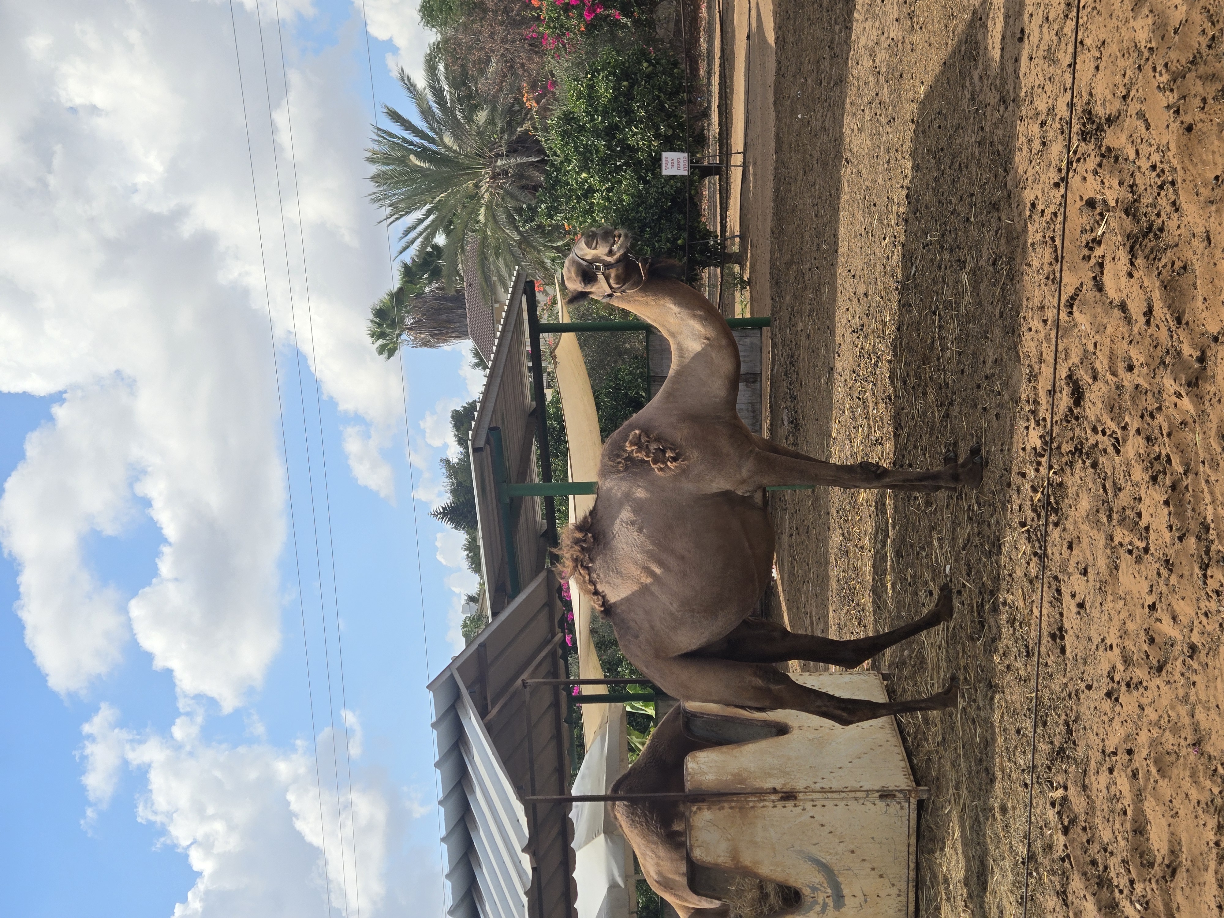 The camel waits in the shade with all the patience of the desert — an old neighbor who never left, watching new ones arrive.