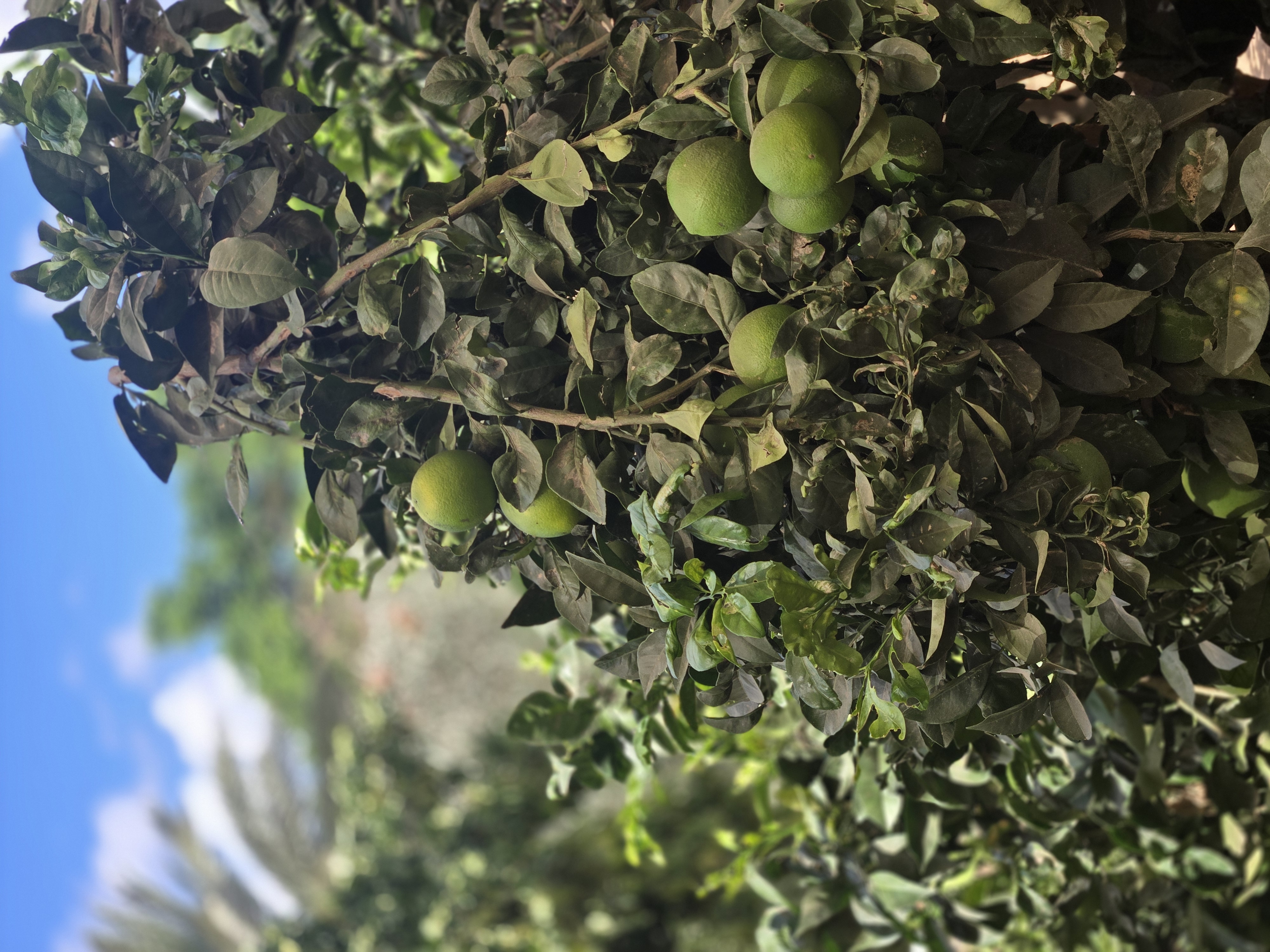 Still green and hard as a stone — and still, everyone here knows exactly what December tastes like.
