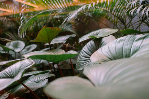 Descubra quais plantas usar em cada situação.