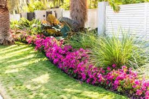 Aprenda os cuidados que mantêm o jardim sempre bonito.