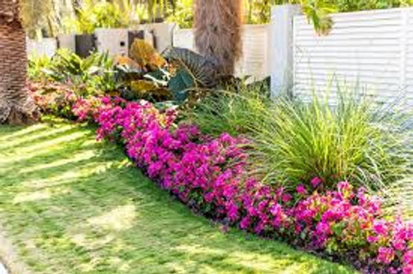 Aprenda os cuidados que mantêm o jardim sempre bonito.