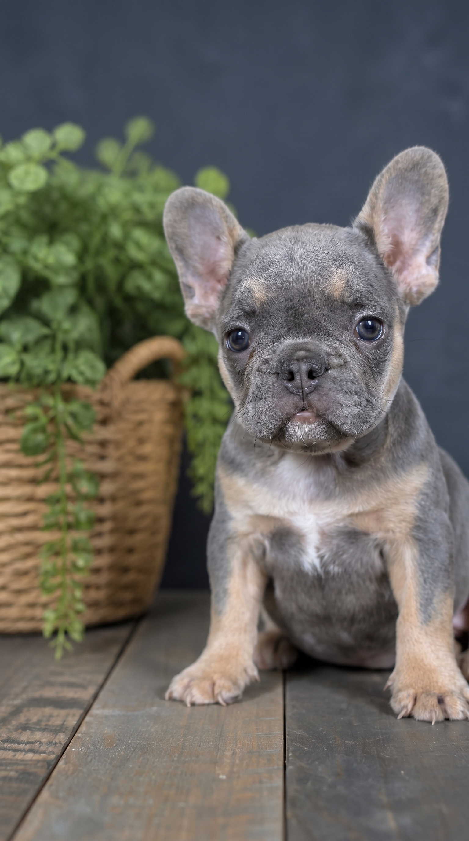 French Bulldog
