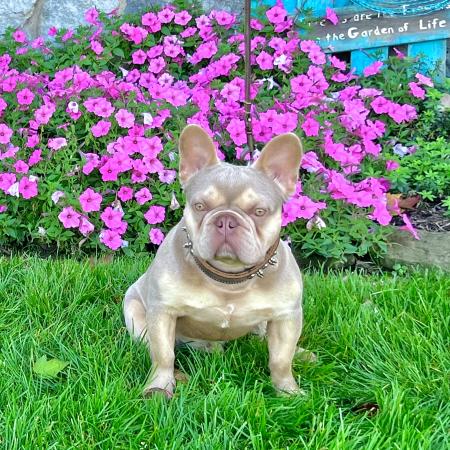 Isabella & Tan French Bulldog puppy