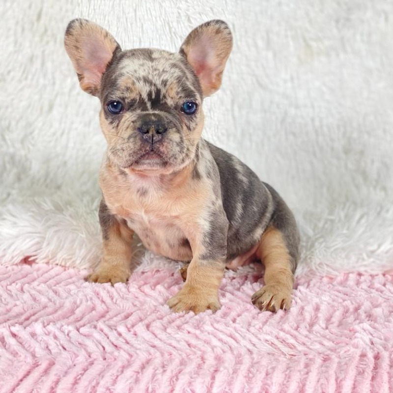 Merle French Bulldog puppy