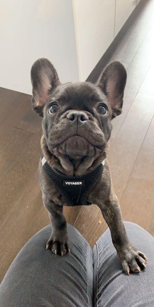 Reggie 1