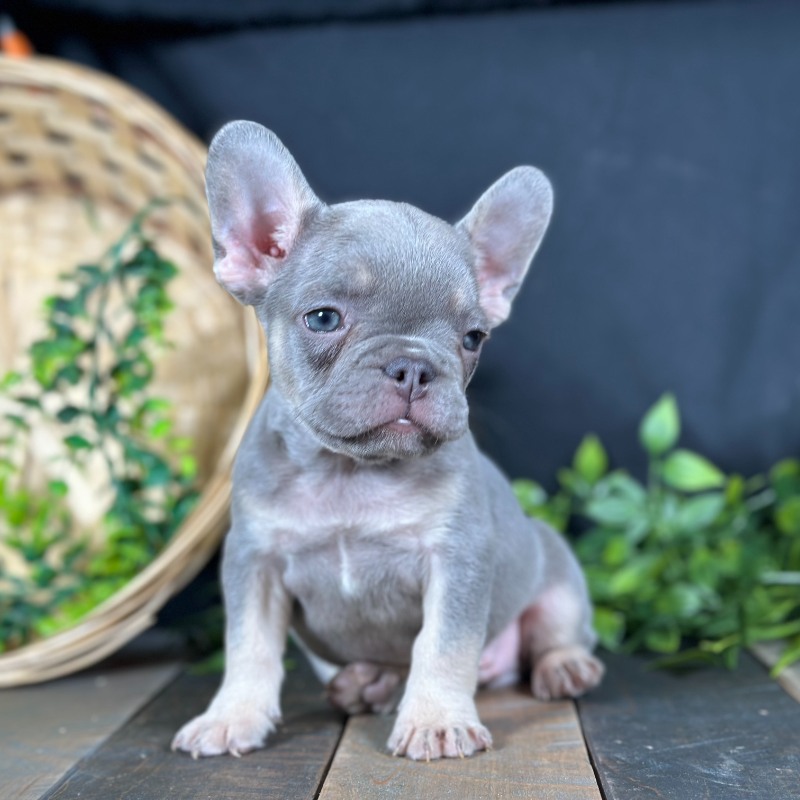Lilac Platinum French Bulldog puppy
