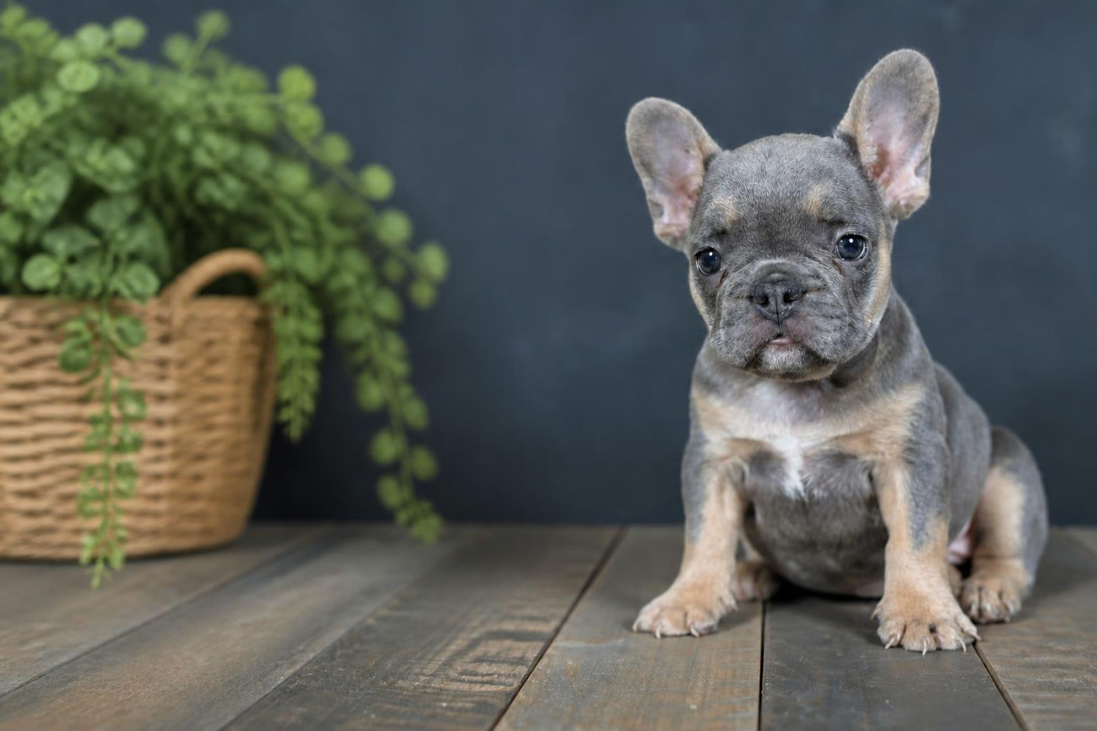 French Bulldog